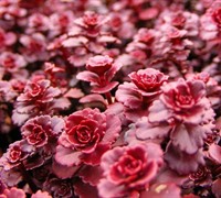 Dragons Blood Sedum