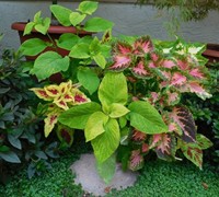 Wizard Mix Coleus
