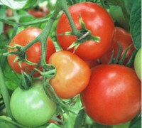 Better Bush Tomato