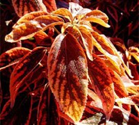 Bourbon Street Acalypha