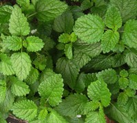 The Best Mint