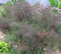 Bronze Fennel