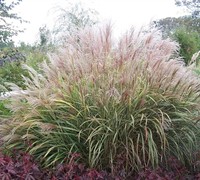 Silver Arrow Grass