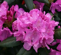 Roseum Elegans Rhododendron