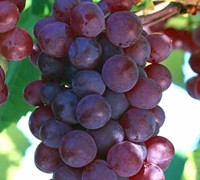 Vanessa Grape