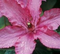 Barbara Clematis