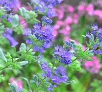 Blue Mist Shrub