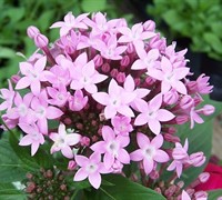 Lavender Butterfly Pentas