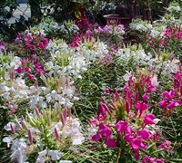 Spider Flower