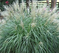 Adagio Dwarf Maiden Grass