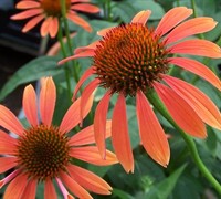 Sundown Coneflower