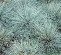 Blue Fescue