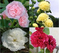 Chater's Double Hollyhock