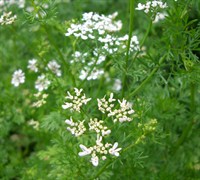 Cilantro