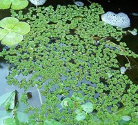 Fairy Moss