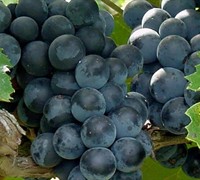 Concord Grape