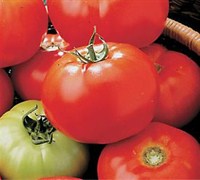 Celebrity Tomato
