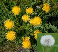 Dandelion