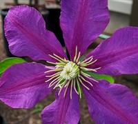 Jackmani Clematis