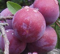 Methley Plum