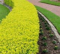 Cuban Gold Duranta