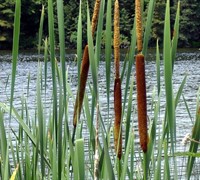Cattail