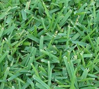 Palmetto St Augustine Grass