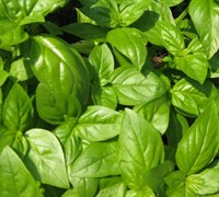 Sweet Basil