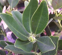 Yellow Anise