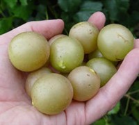 Summit Muscadine