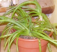 Aloe Vera