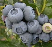 Duke Blueberry
