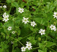 Common Chickweed