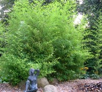 Bissett Bamboo