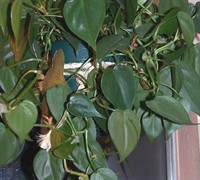 Heart Leaf Philodendron