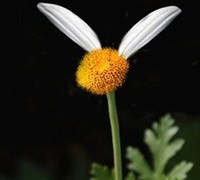 The Chason Flower