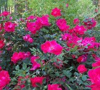 Knock Out Rose