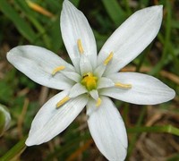 Ornithogalum Umbellatum