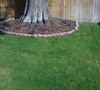 Zeon Zoysia
