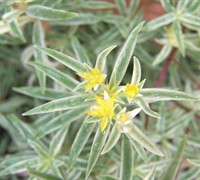Sea Urchin Sedum