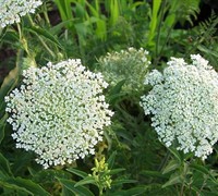 Queen Anne's Lace