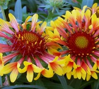 Fanfare Gaillardia