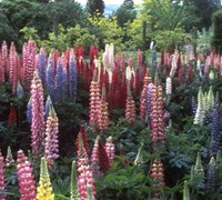 Russell Lupine