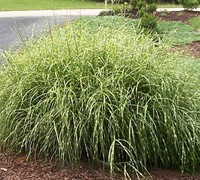 Little Zebra Grass