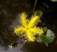 Water Snowflake