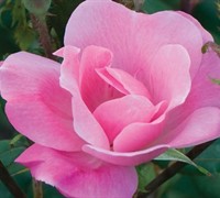 Knock Out Pink Rose