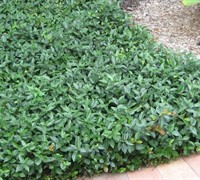 Asian Jasmine