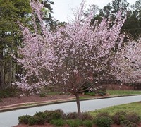 Autumn Flowering Cherry