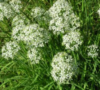 Garlic Chives