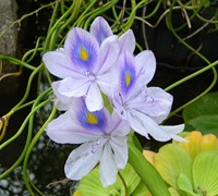 Water Hyacinth